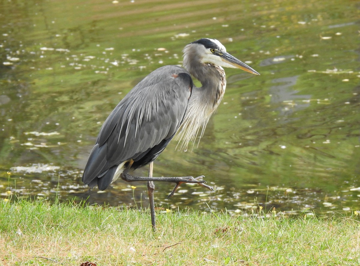 Great Blue Heron - ML609242923