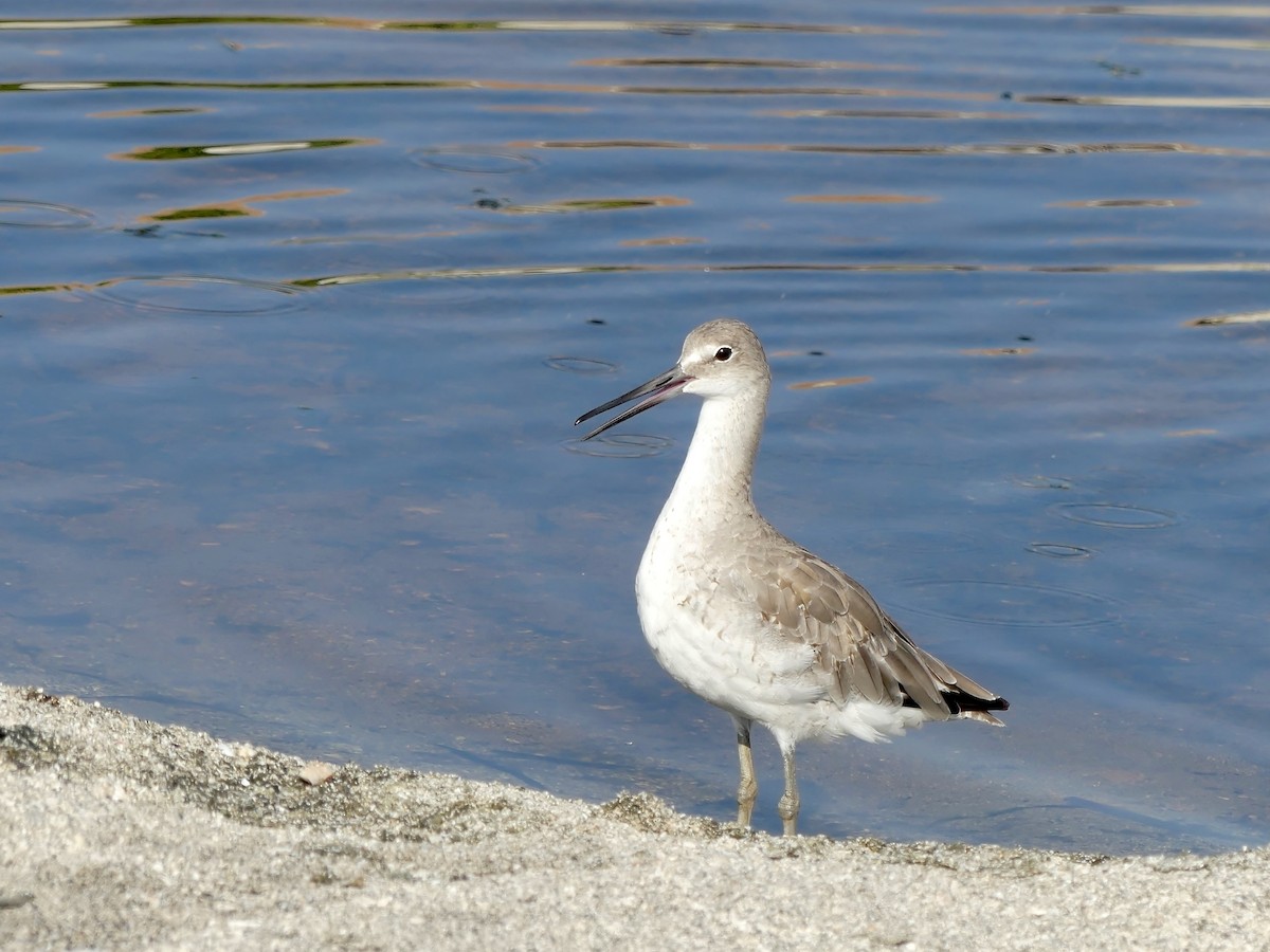 Willet - ML609242963