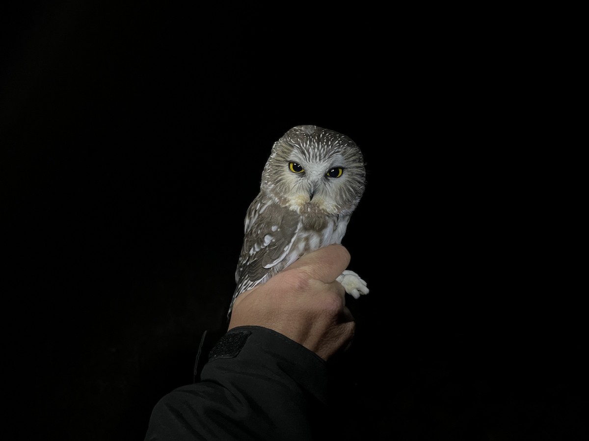 Northern Saw-whet Owl - ML609242972