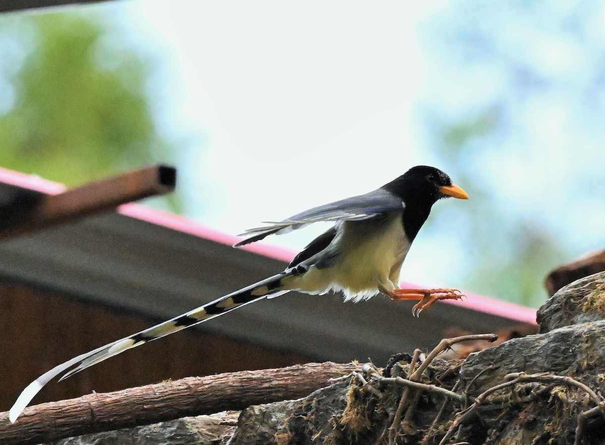 Yellow-billed Blue-Magpie - ML609242984