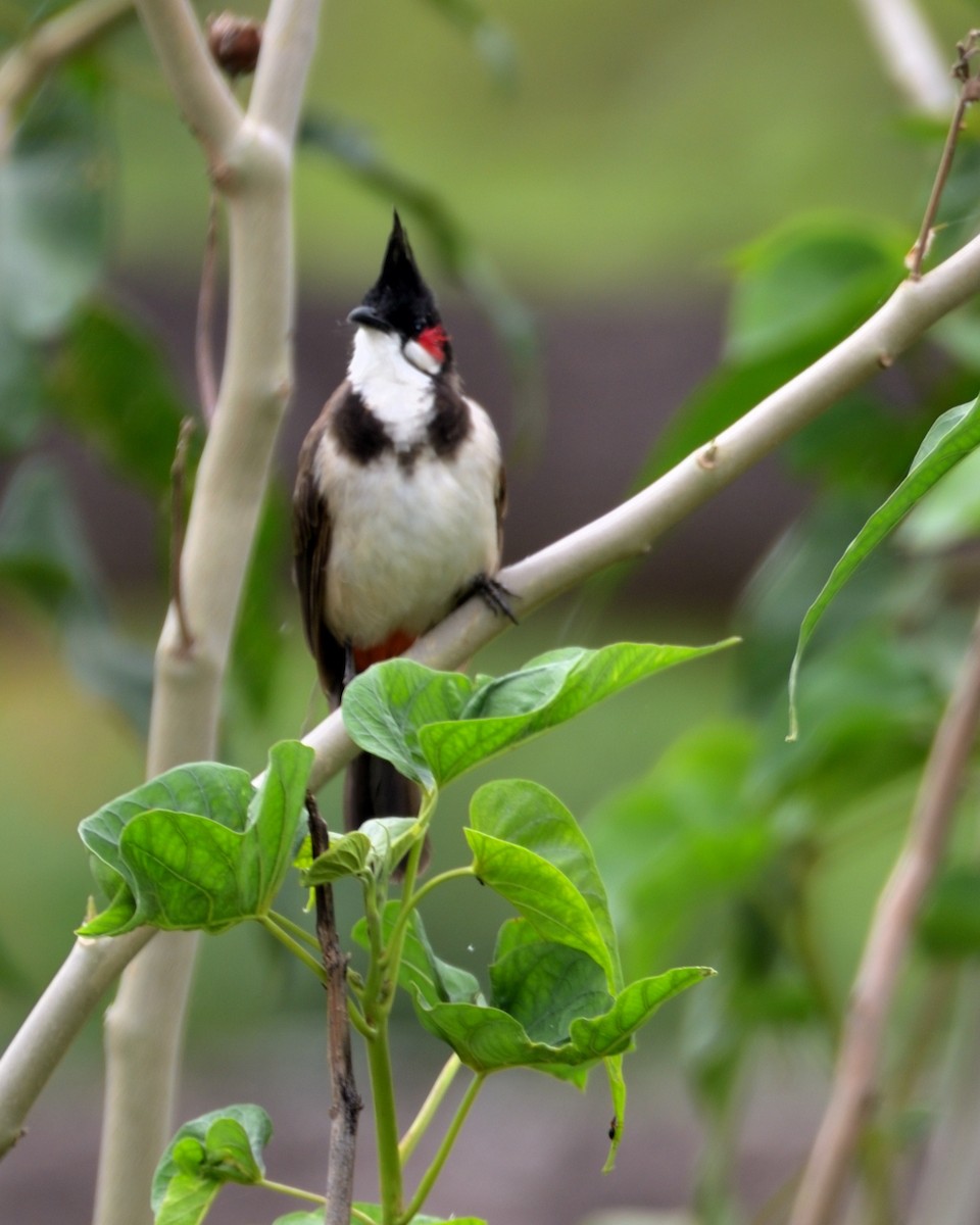 Red-whiskered Bulbul - ML609243040