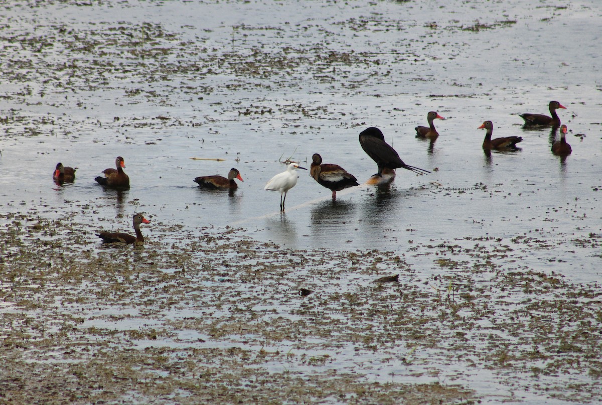 Black-bellied Whistling-Duck - T L P L