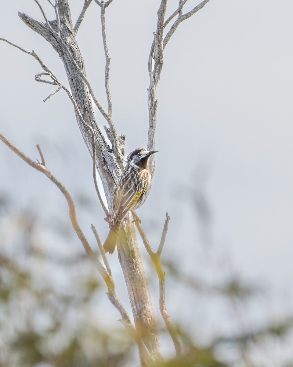 White-fronted Honeyeater - ML609243049