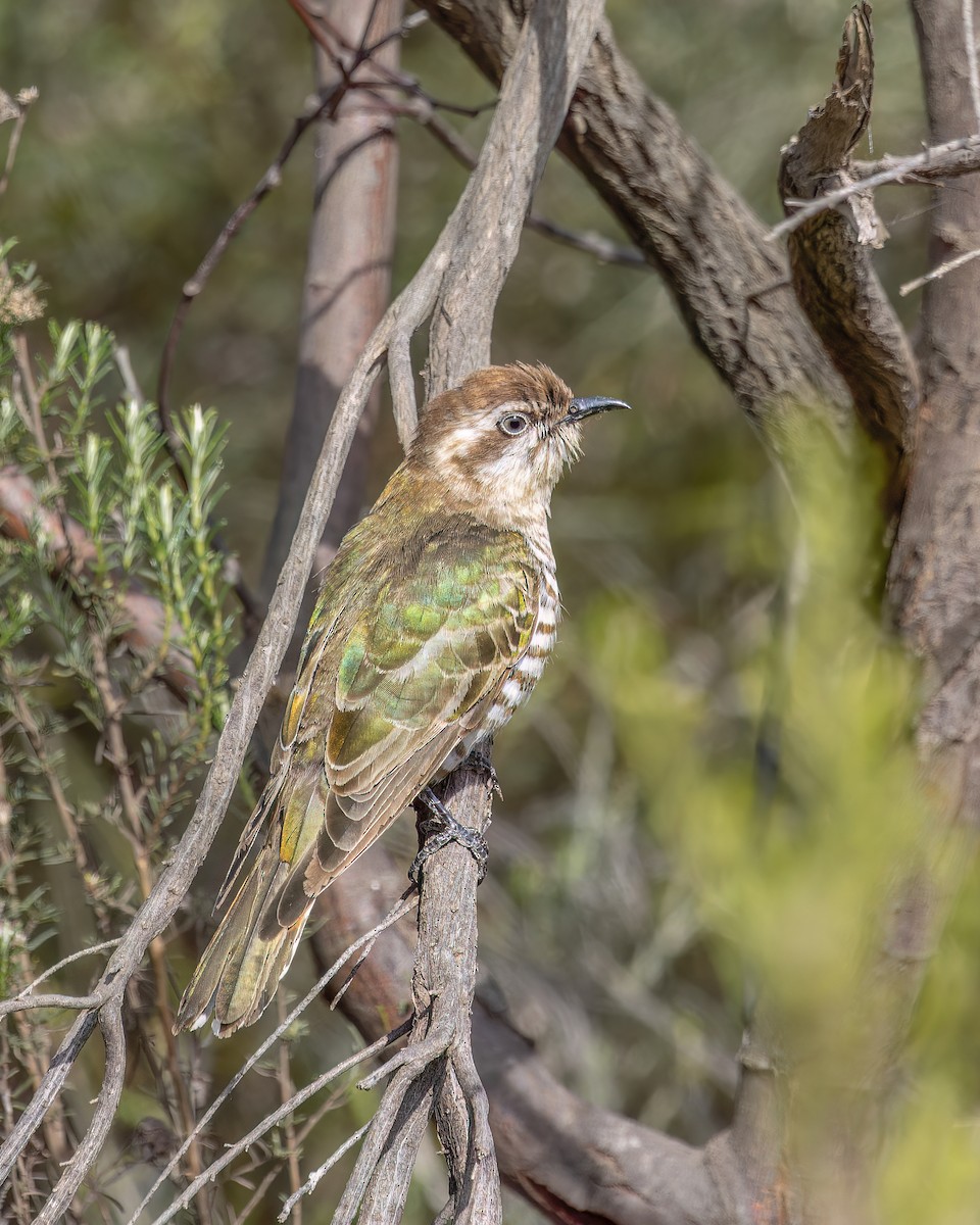 Horsfield's Bronze-Cuckoo - ML609243220