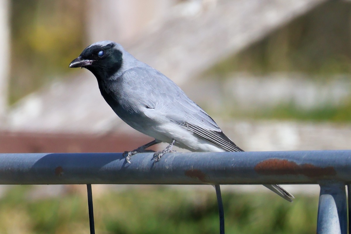 Black-faced Cuckooshrike - ML609243231