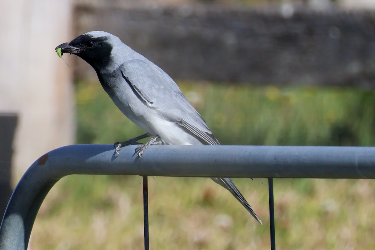 Black-faced Cuckooshrike - ML609243232