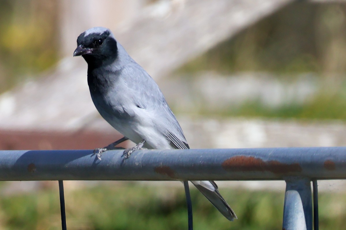 Black-faced Cuckooshrike - ML609243233