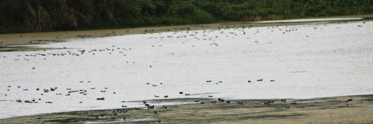 Common Gallinule - ML609243237