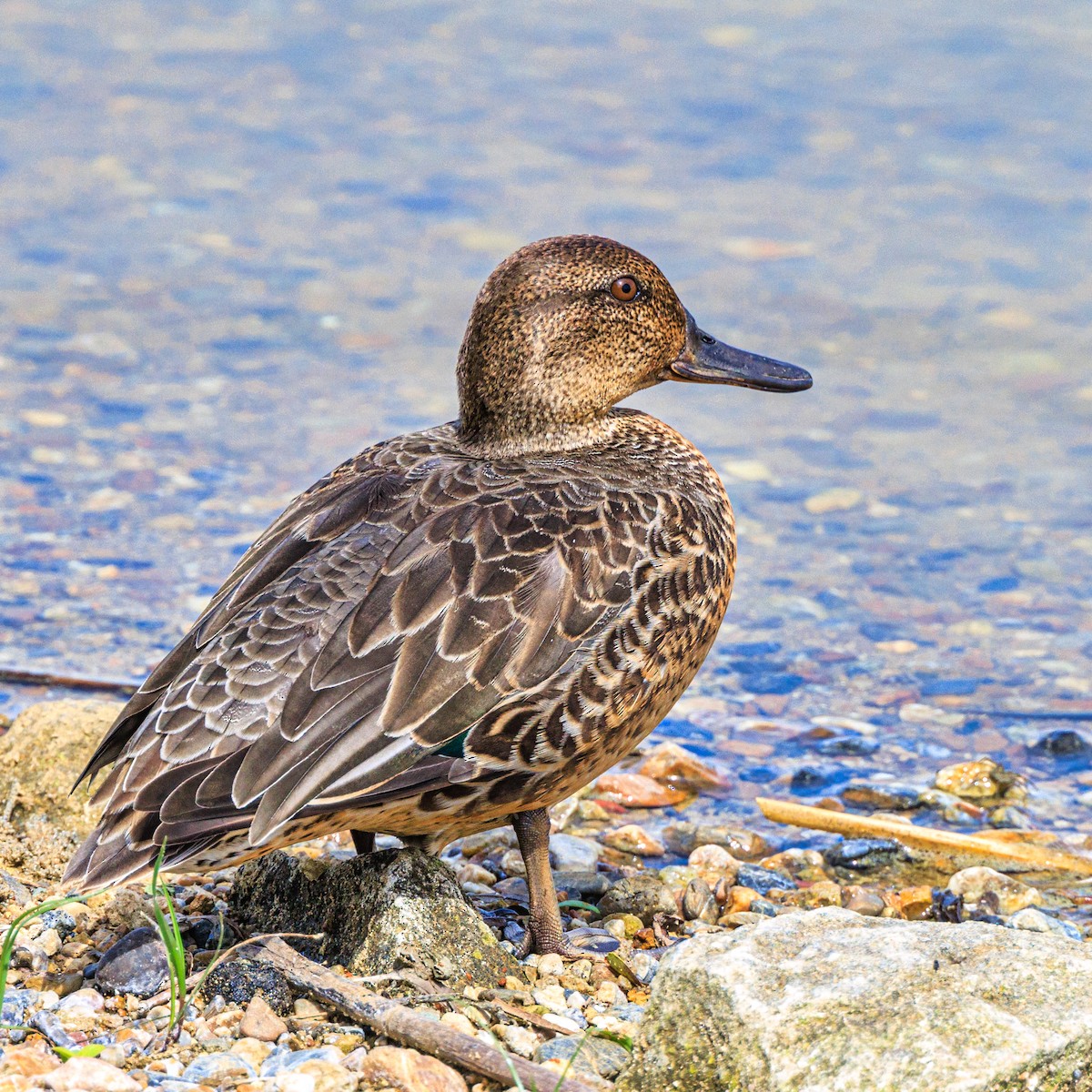 Green-winged Teal - ML609243292