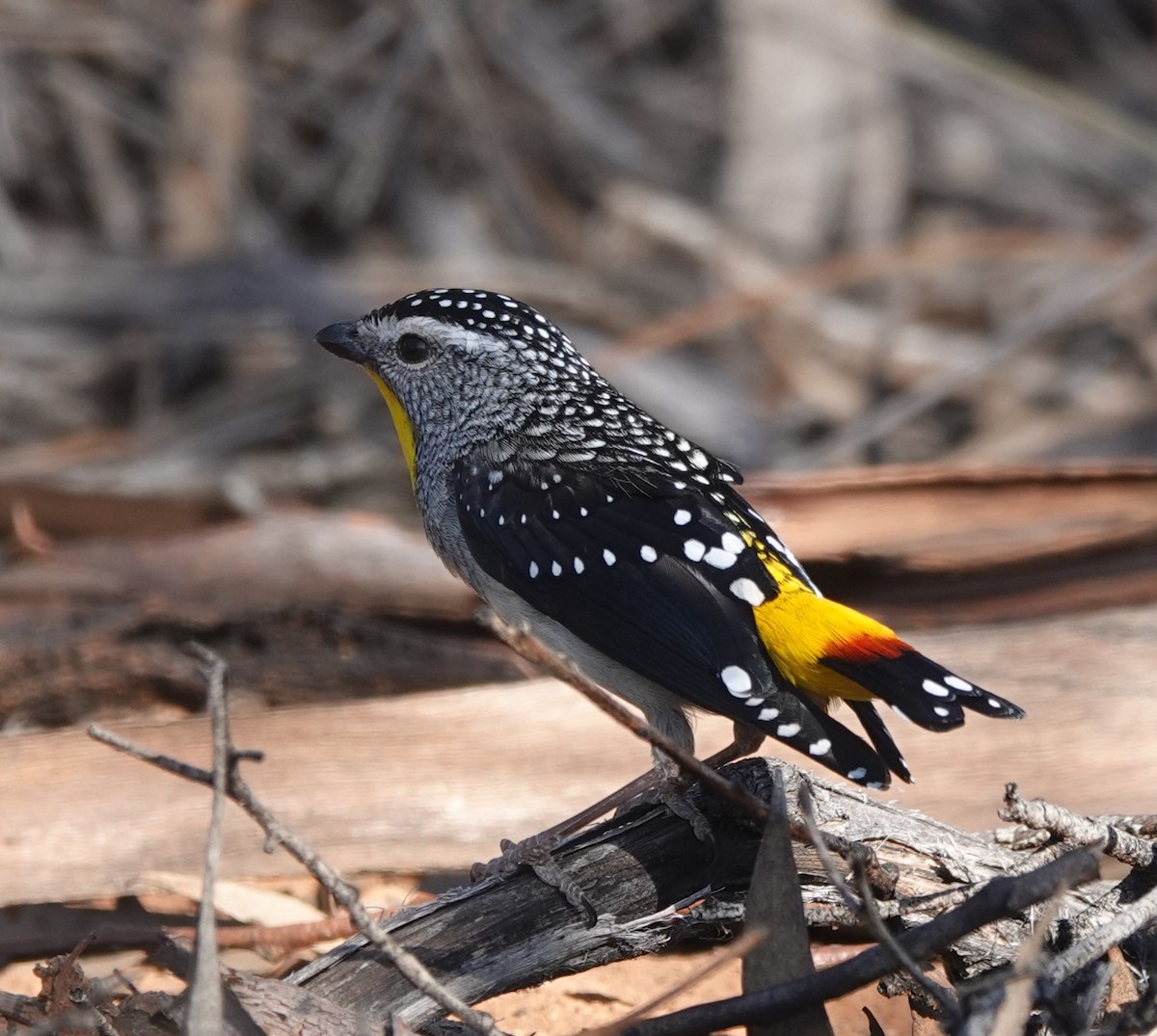 Pardalote pointillé (xanthopyge) - ML609243336