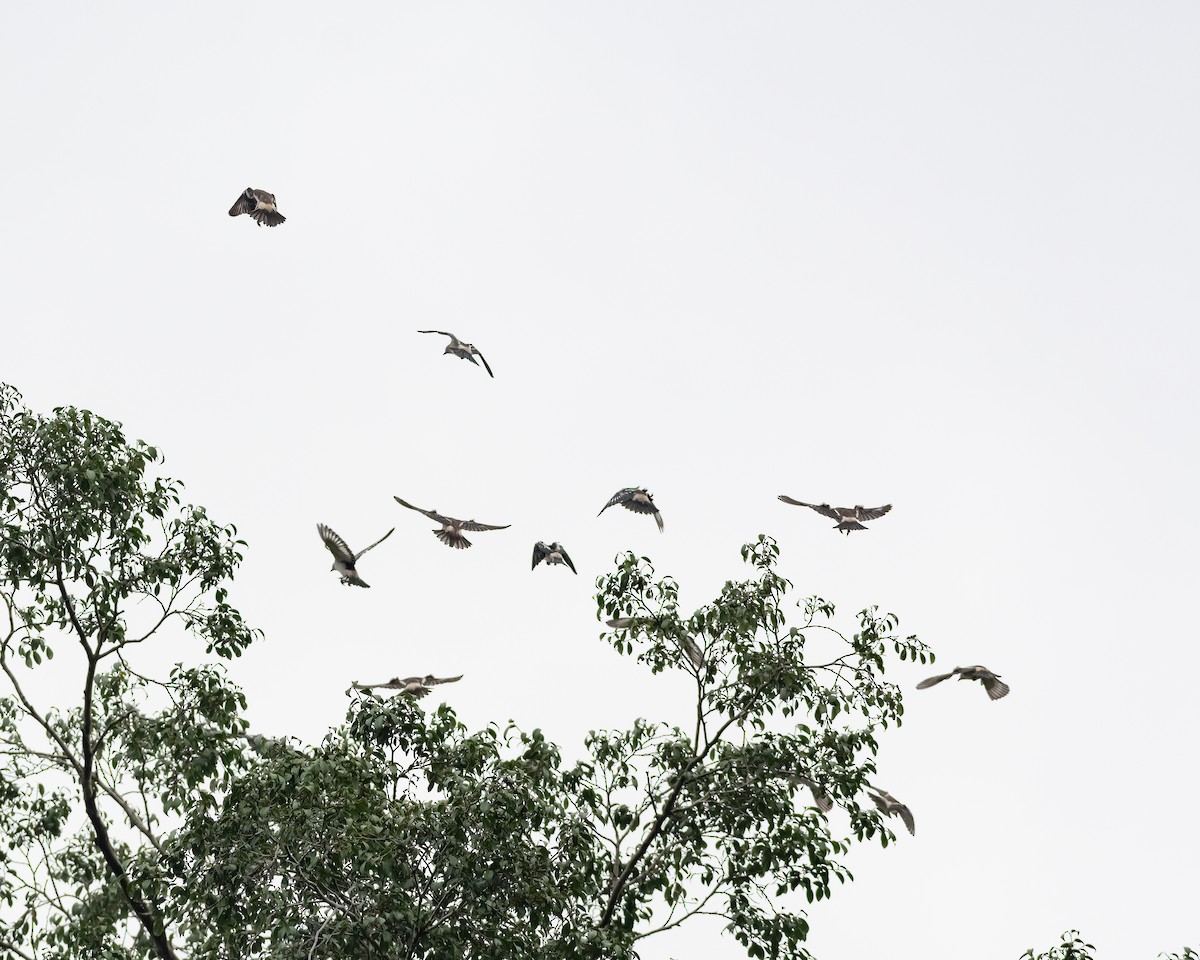 Daurian Starling - Yan Ze Ng