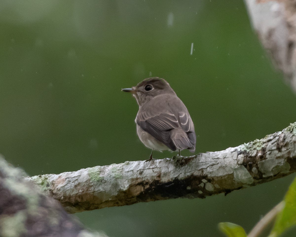 Asian Brown Flycatcher - Yan Ze Ng