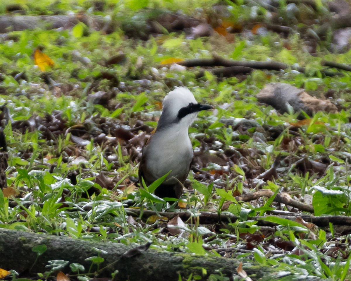 White-crested Laughingthrush - ML609243367