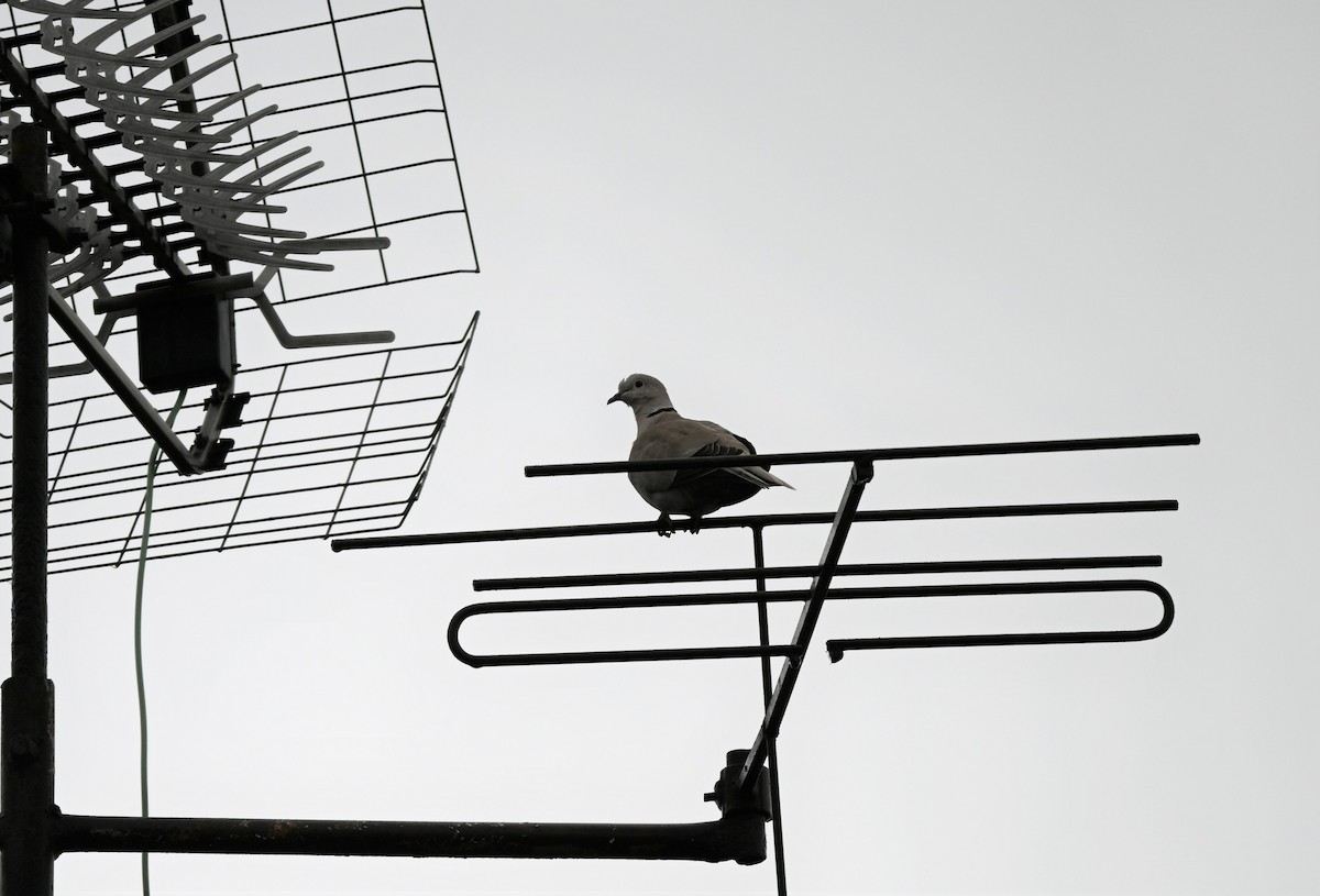 Eurasian Collared-Dove - ML609243513