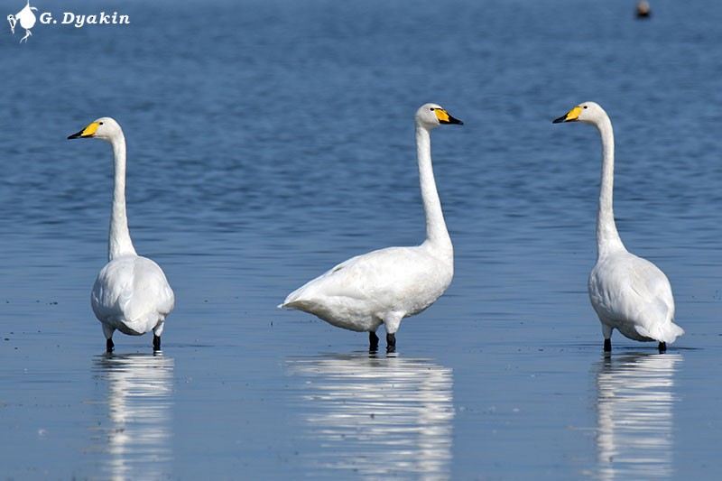 Whooper Swan - ML609243558