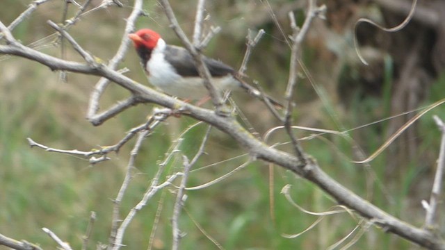 Yellow-billed Cardinal - ML609243589