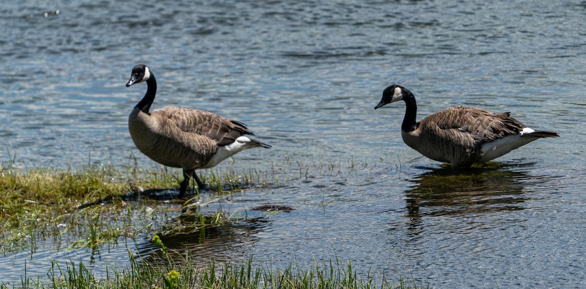 Canada Goose - ML609243672