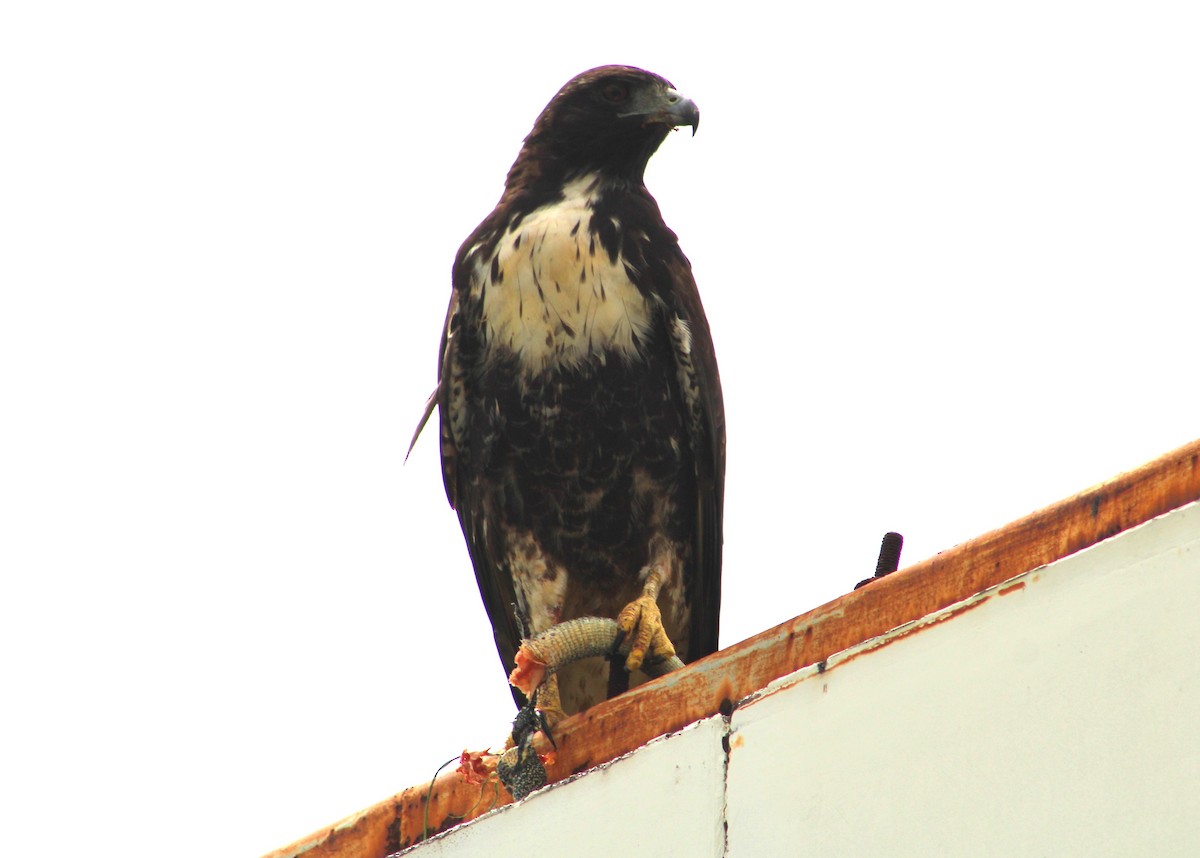 White-tailed Hawk - ML609243685