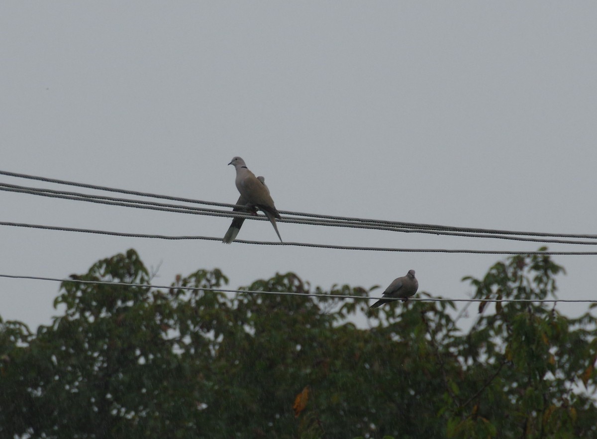 Eurasian Collared-Dove - ML609243700