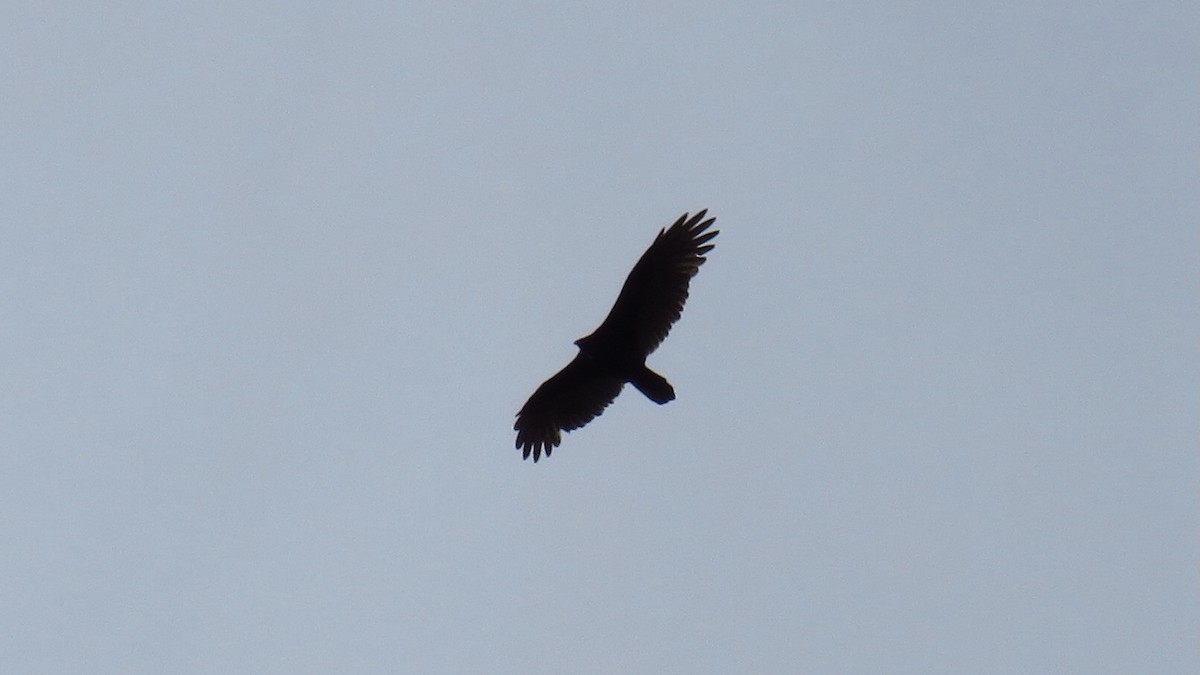 Turkey Vulture - ML609243746