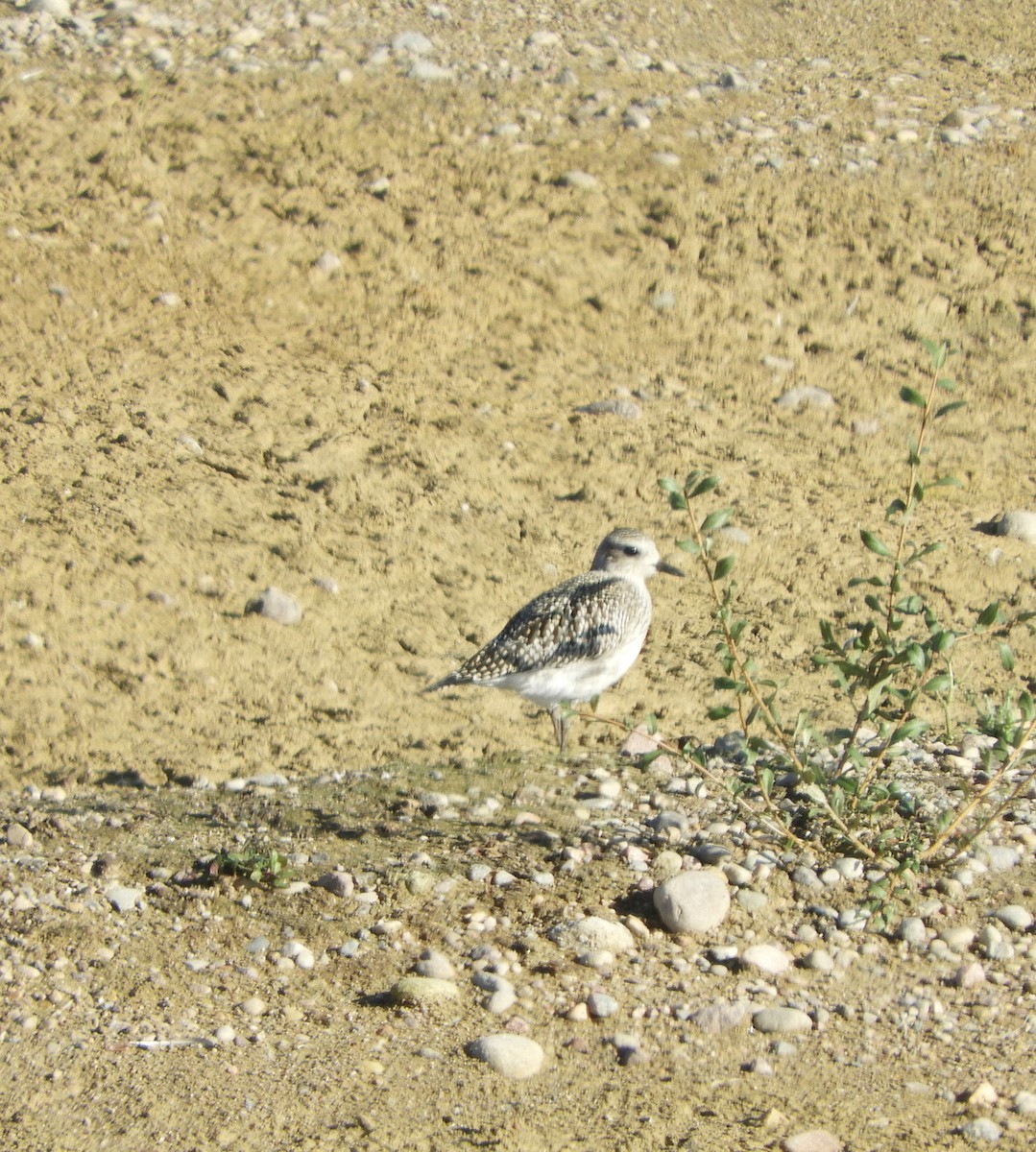 Black-bellied Plover - ML609243747