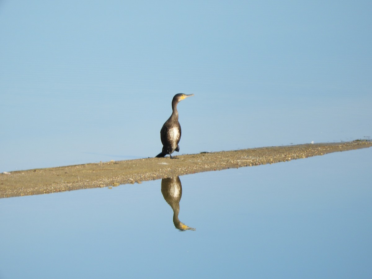 Great Cormorant - ML609243749