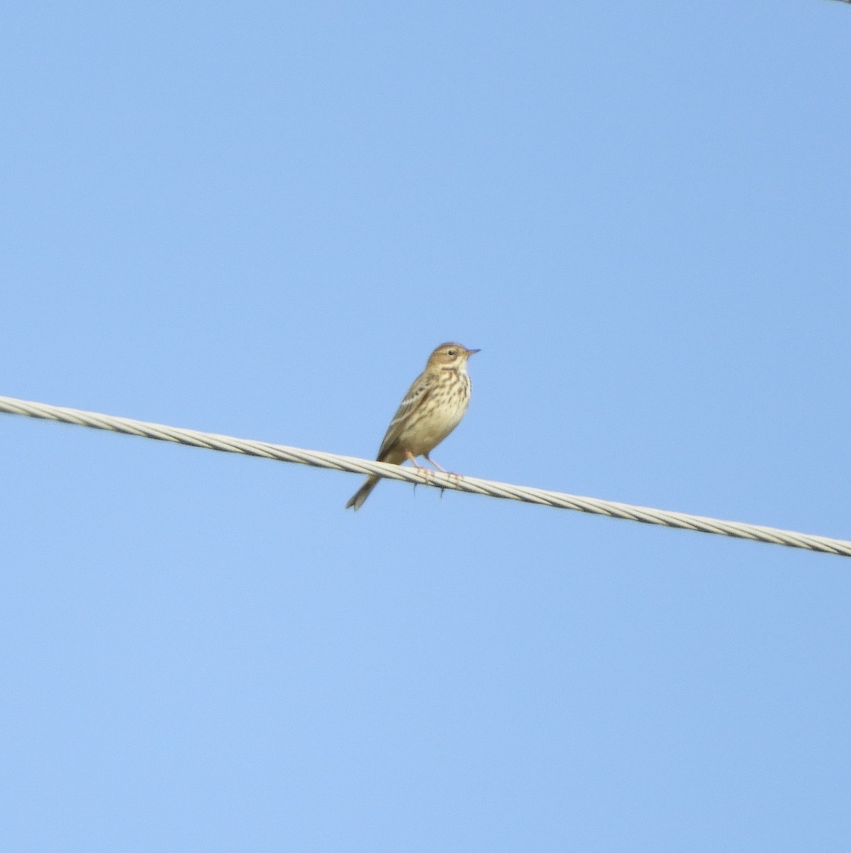 Red-throated Pipit - ML609243750