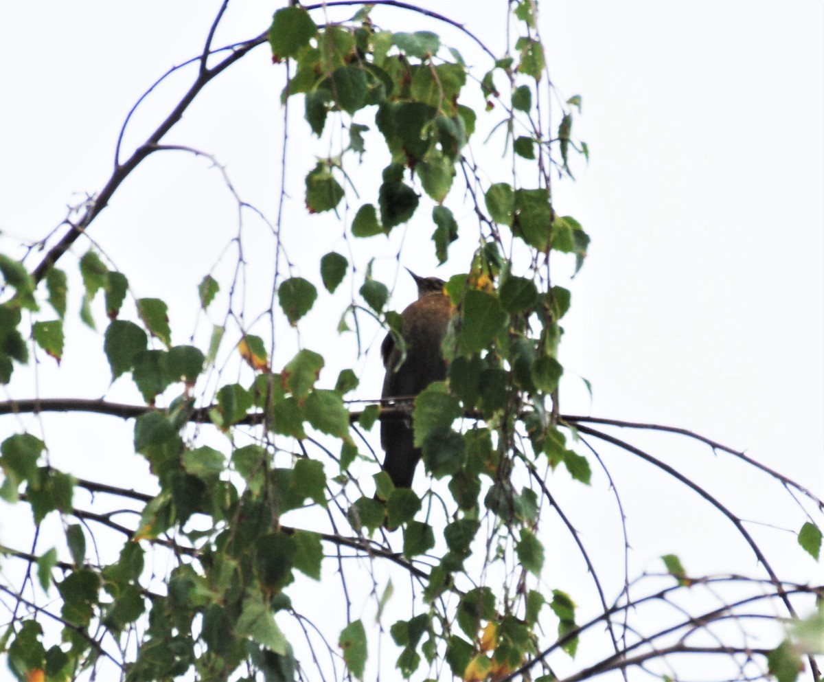 Eurasian Blackbird - ML609243779