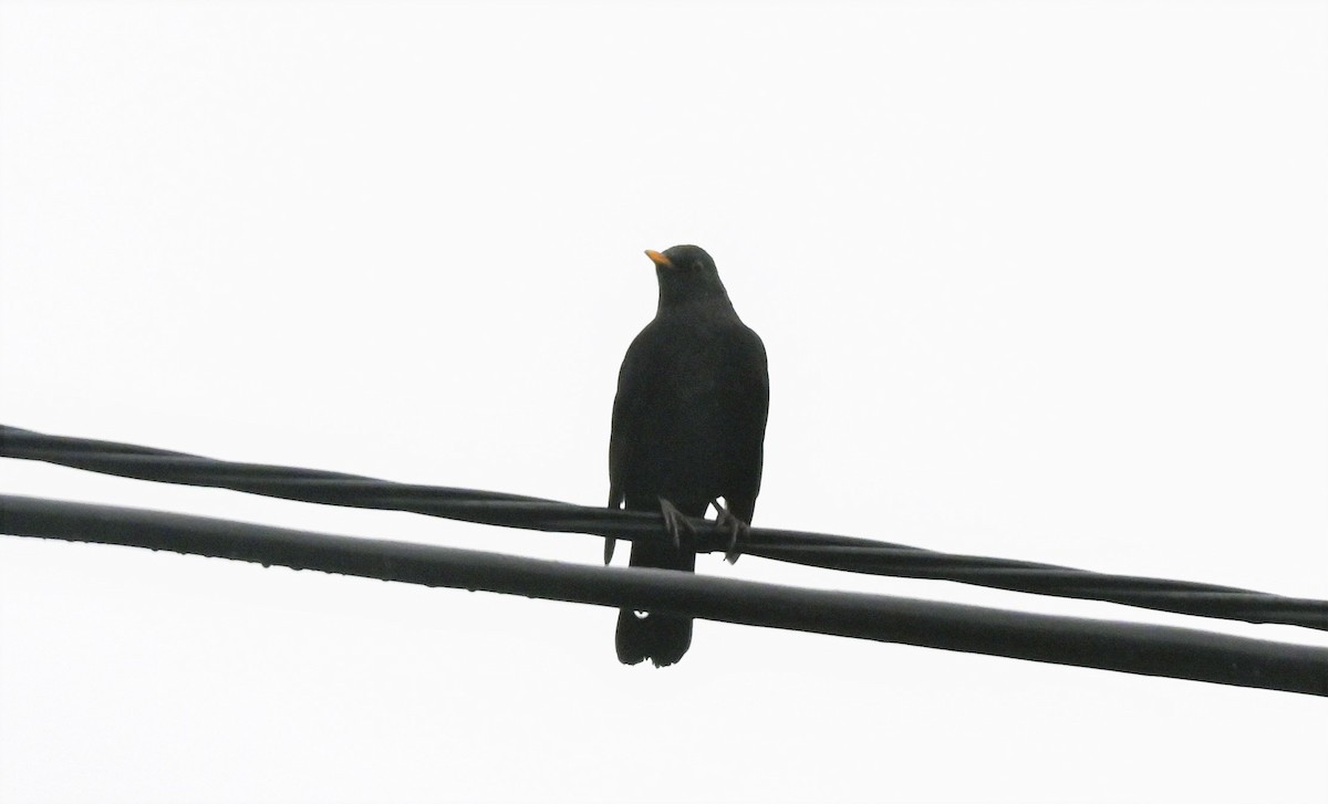 Eurasian Blackbird - ML609243821