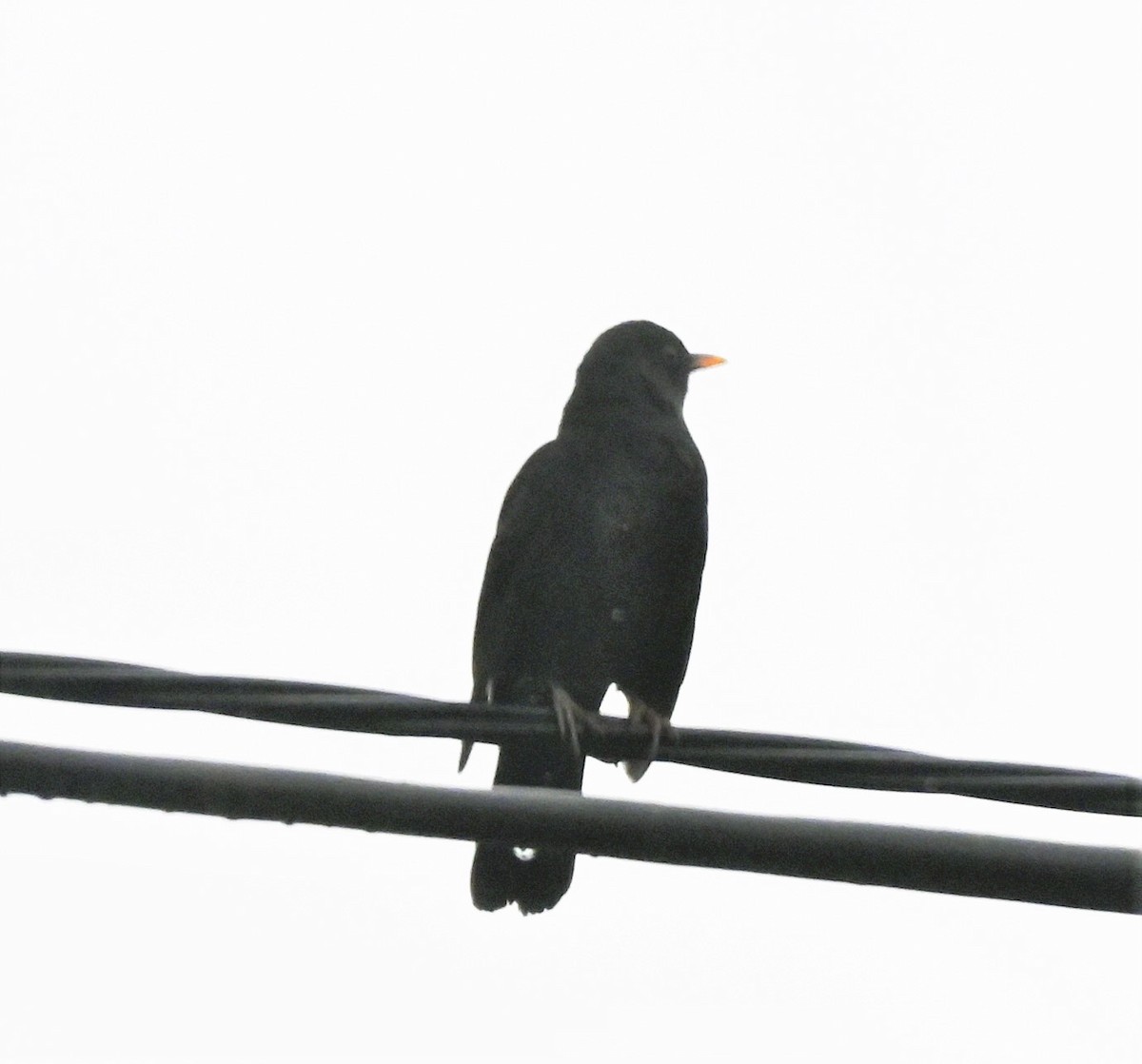 Eurasian Blackbird - ML609243824