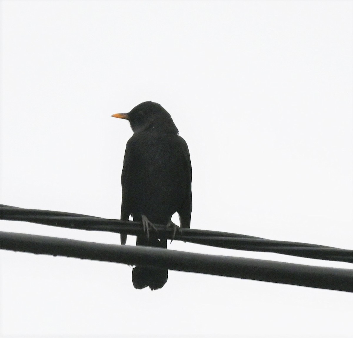 Eurasian Blackbird - ML609243826