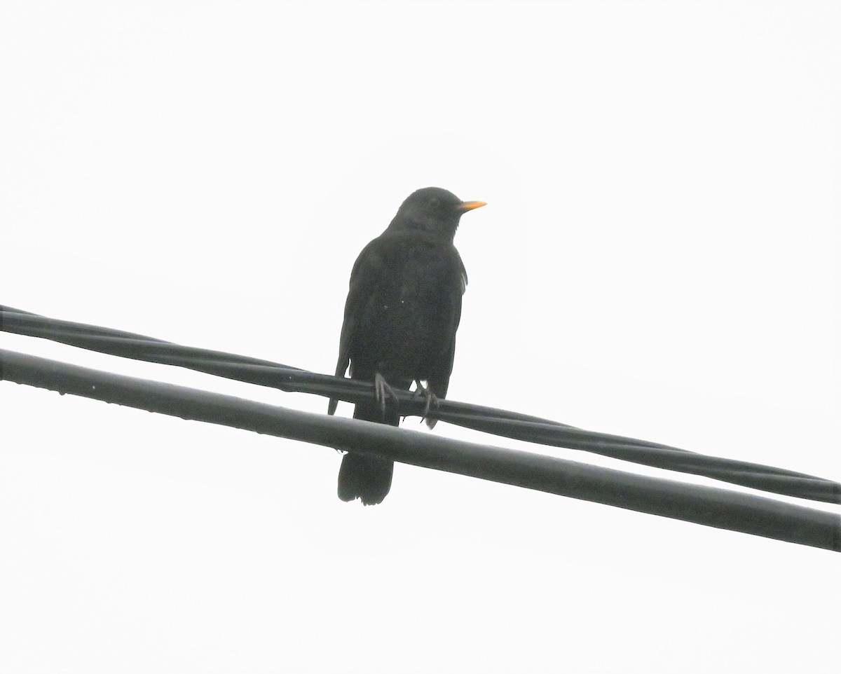 Eurasian Blackbird - ML609243866