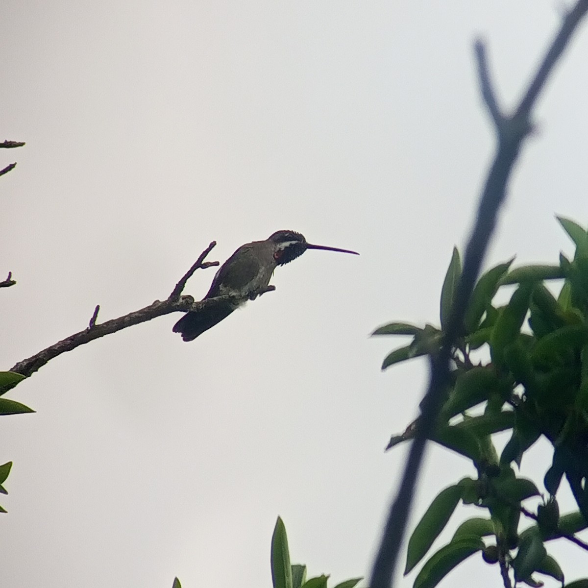 Colibrí Pochotero - ML609243906