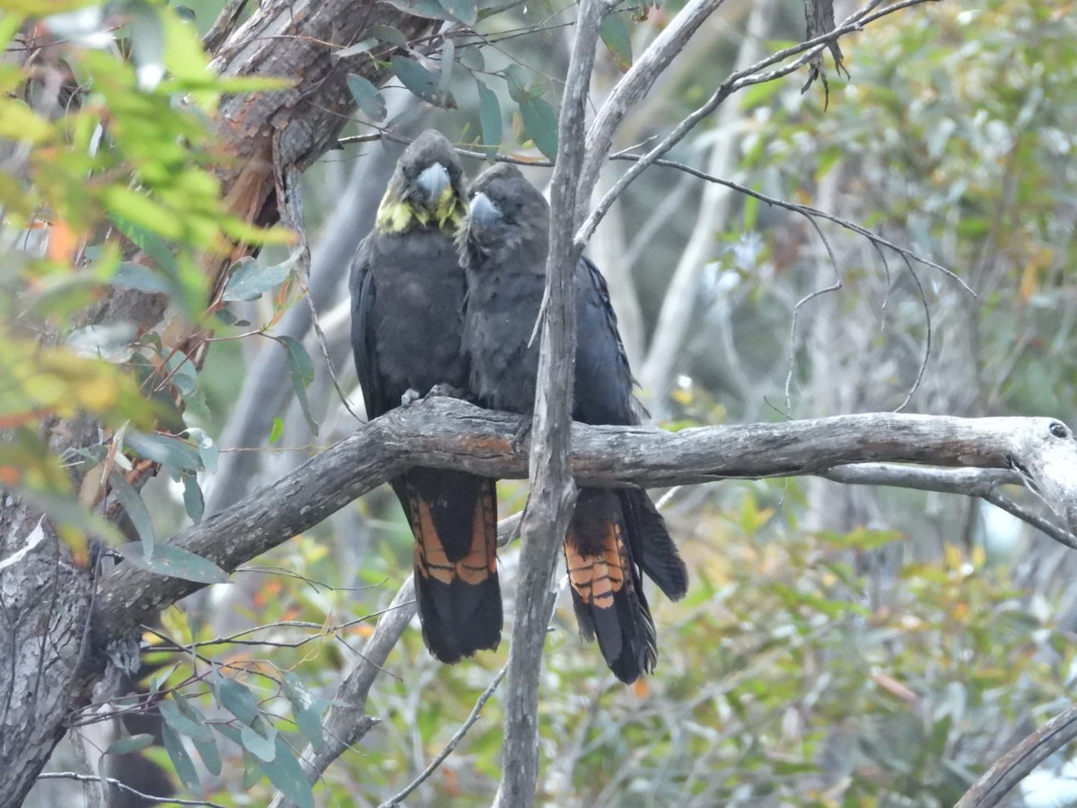 Glossy Black-Cockatoo - ML609243935
