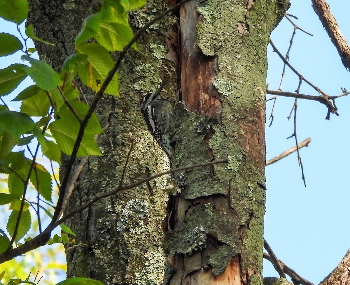 Yellow-bellied Sapsucker - ML609243947