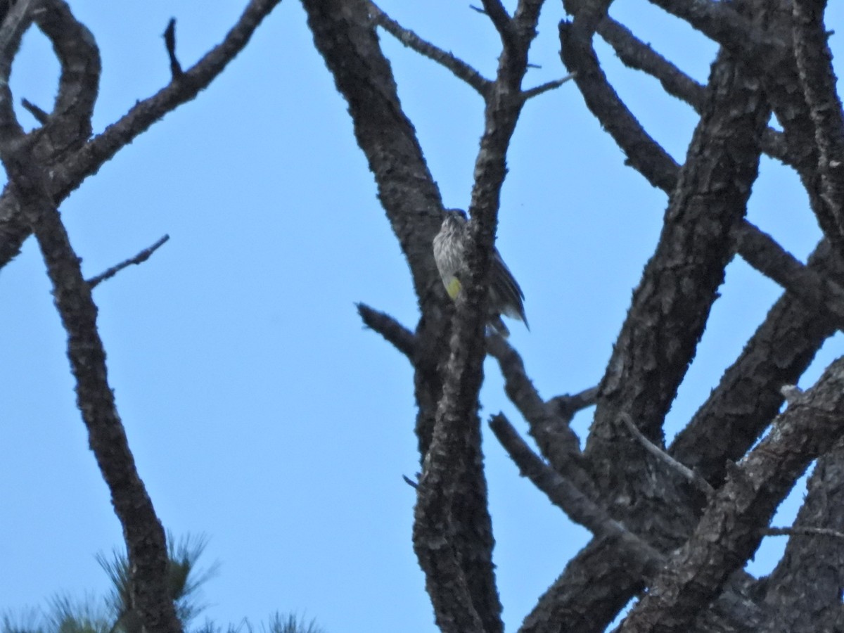 Red Wattlebird - ML609243954