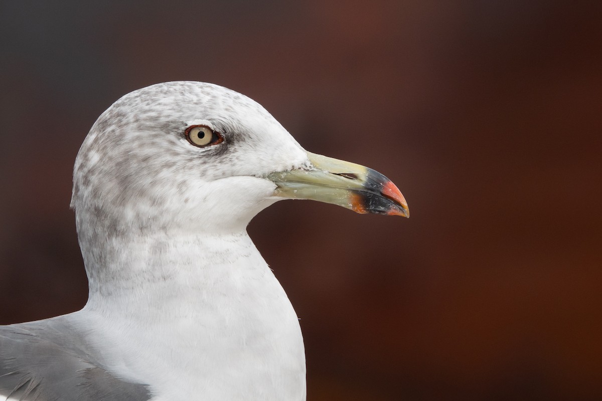 Black-tailed Gull - Eamon Riordan-Short