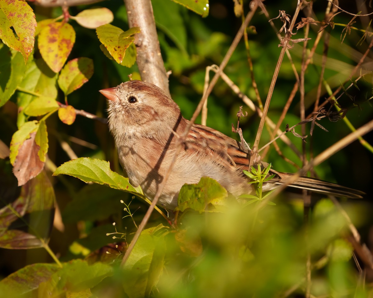 Field Sparrow - ML609244002