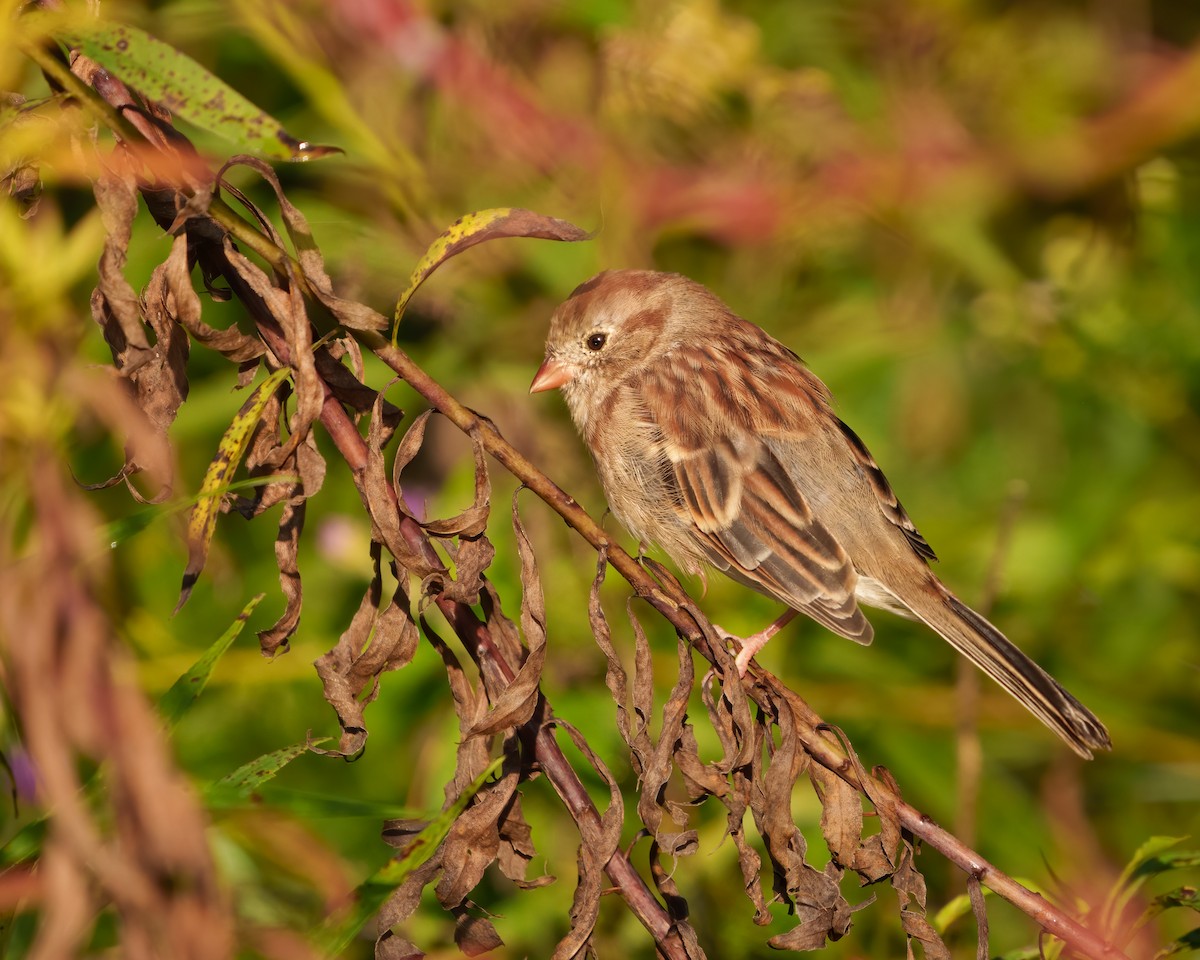 Field Sparrow - ML609244003