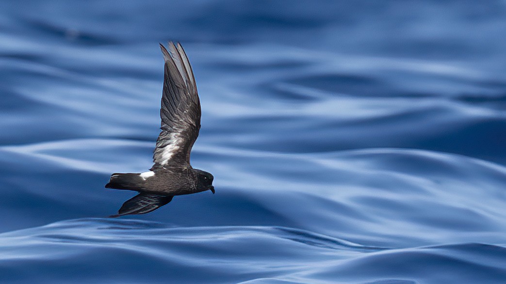 European Storm-Petrel - ML609244023