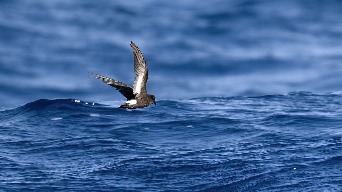 European Storm-Petrel - ML609244025