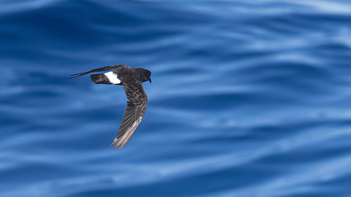 European Storm-Petrel - ML609244026