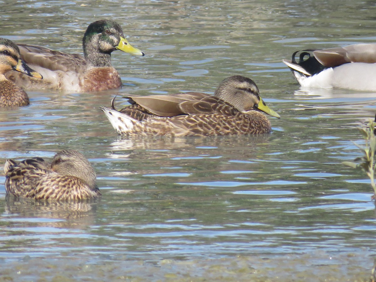 Mallard x Pacific Black Duck (hybrid) - ML609244029