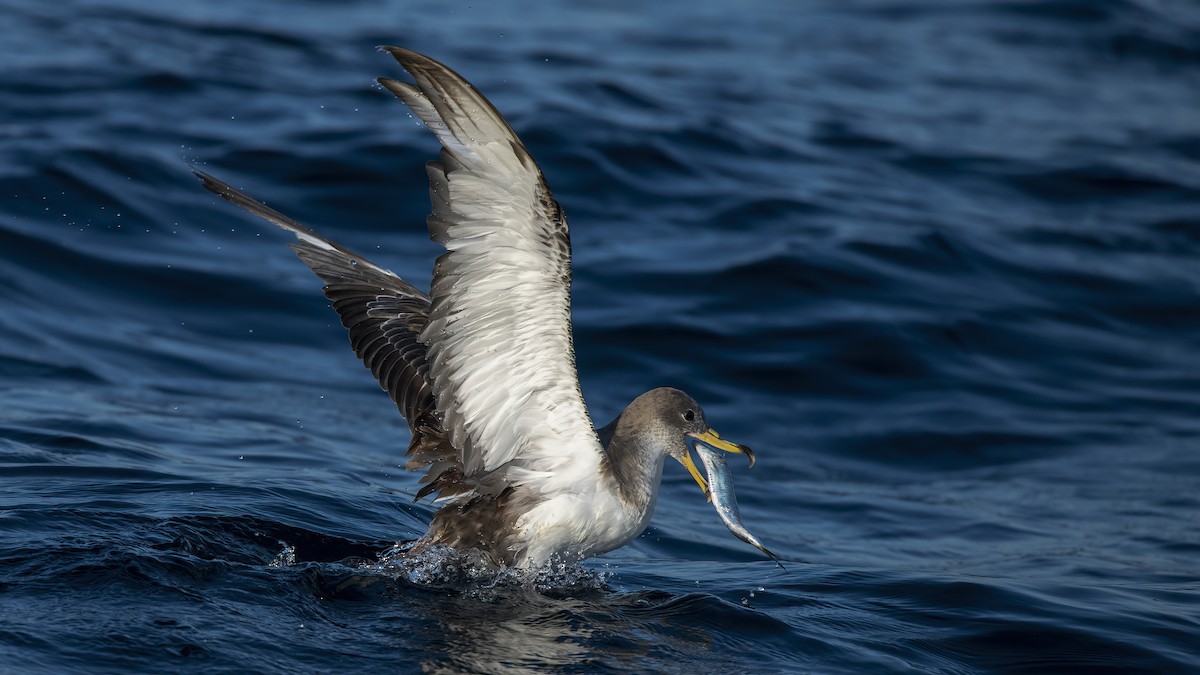 Cory's Shearwater - ML609244039