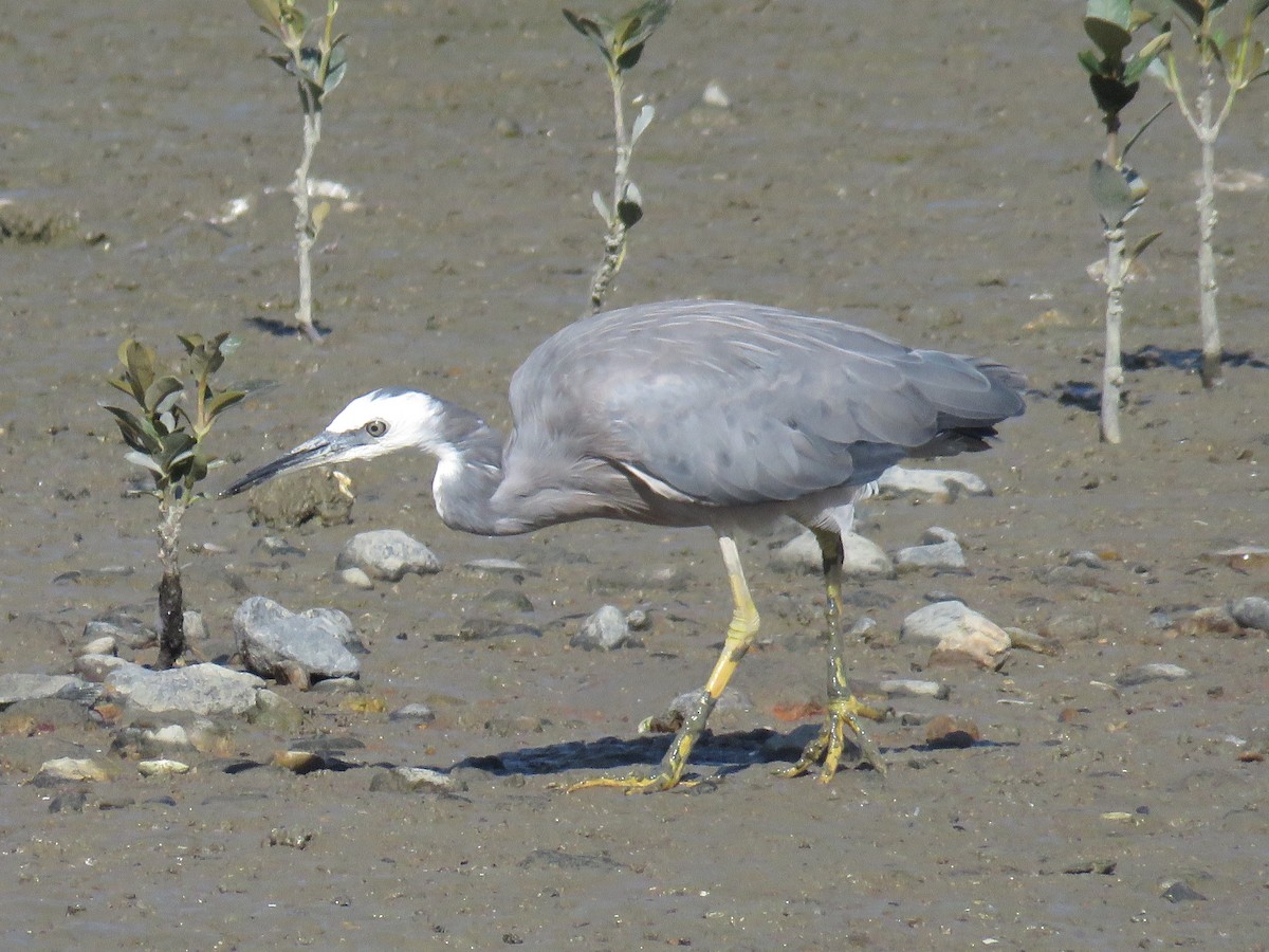 White-faced Heron - ML609244041