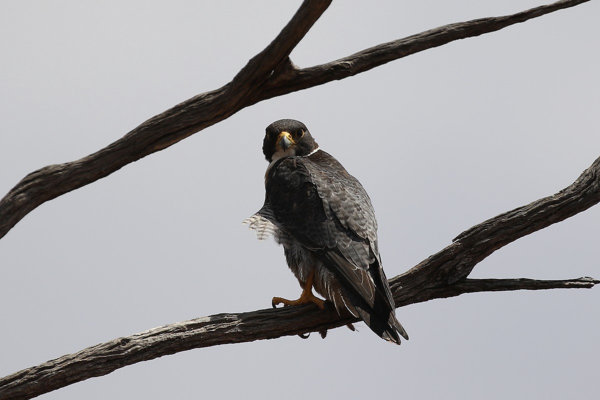 Peregrine Falcon - ML609244078