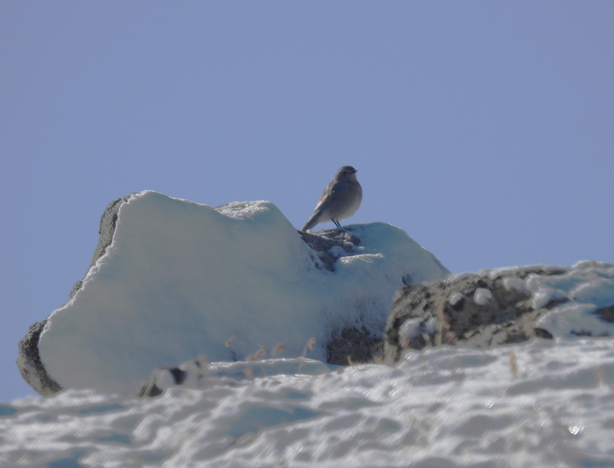 Mountain Bluebird - ML609244126