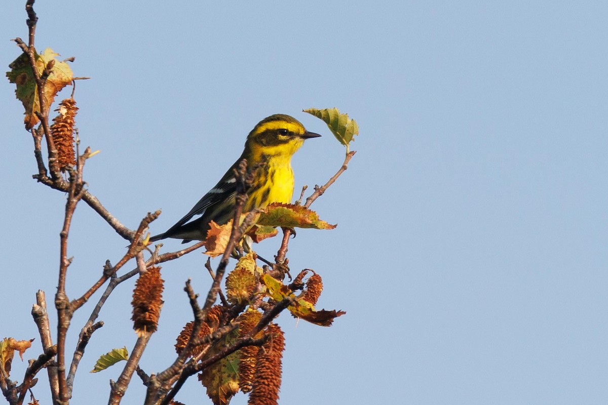 Townsend's Warbler - ML609244146