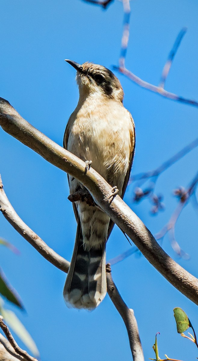 Black-eared Cuckoo - ML609244150