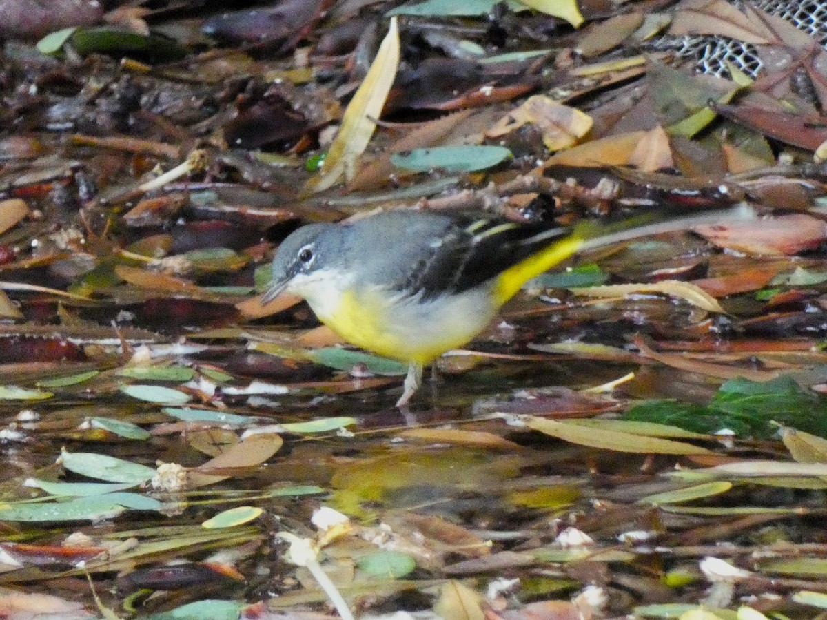 Gray Wagtail - Luis Ferreira